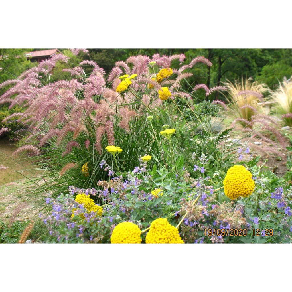 Pennisetum orientale Karley Rose - Herbe aux écouvillons roses