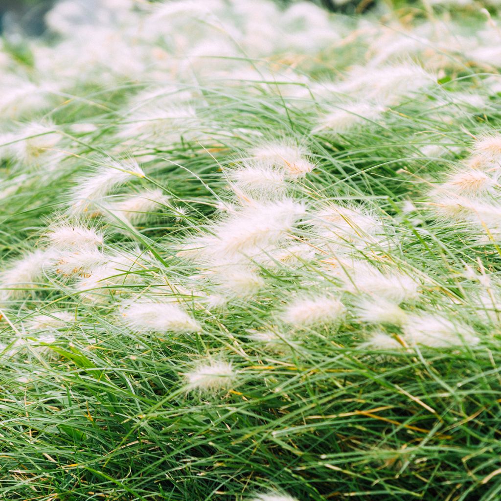 Pennisetum alopecuroides Hameln - Herbe aux écouvillons