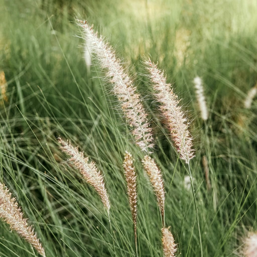 Pennisetum alopecuroides Hameln - Herbe aux écouvillons