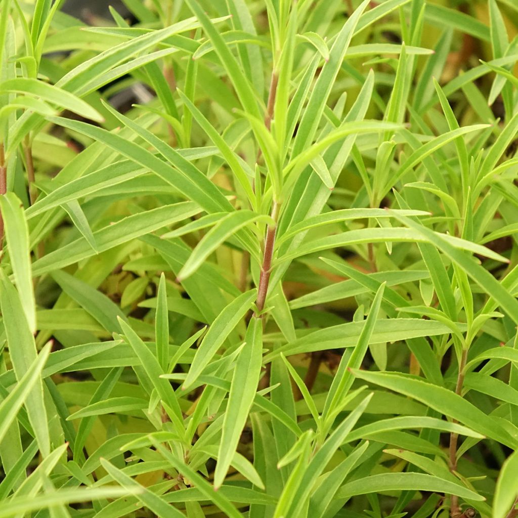 Penstemon hybride Garnet - Galane