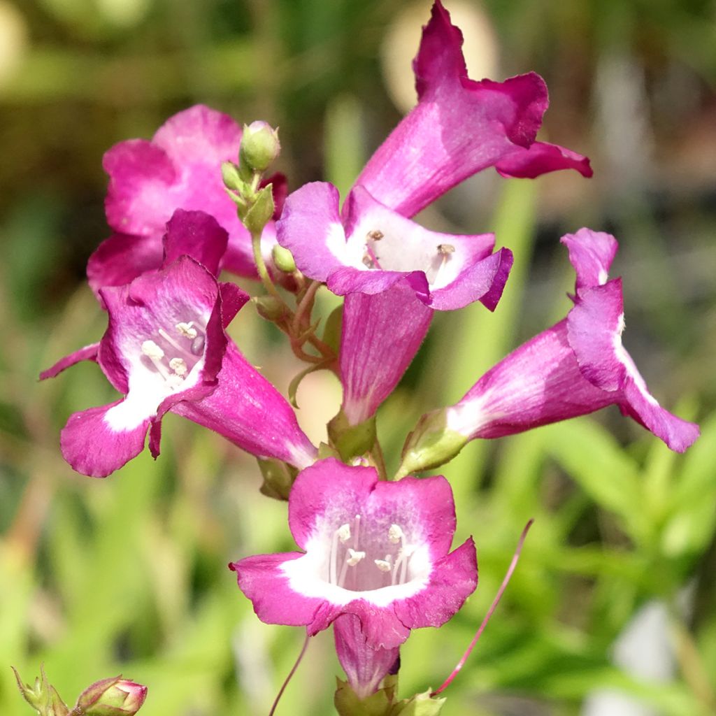 Penstemon hybride Gloire des Quatre Rues - Galane