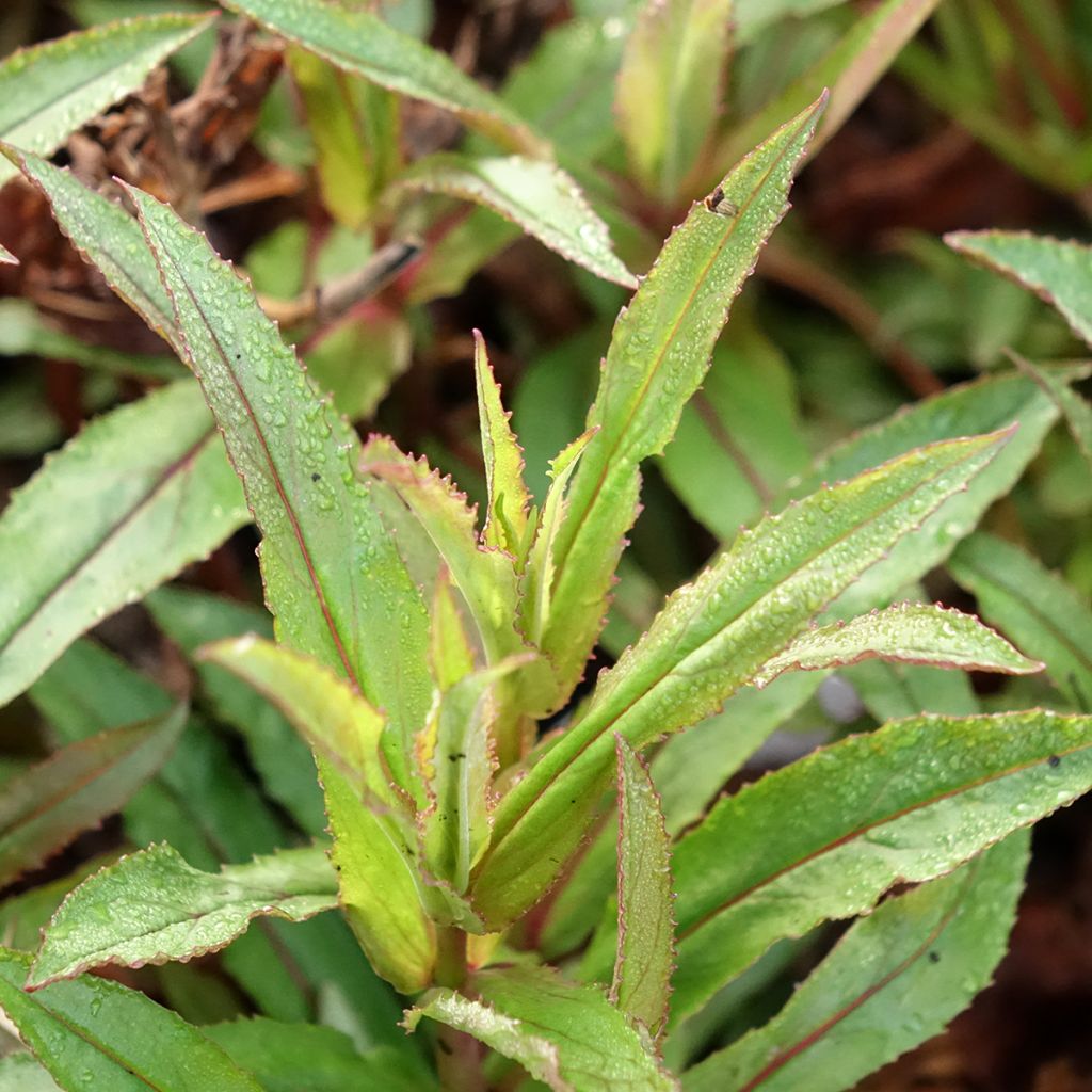 Penstemon Nova Twilight - Galane