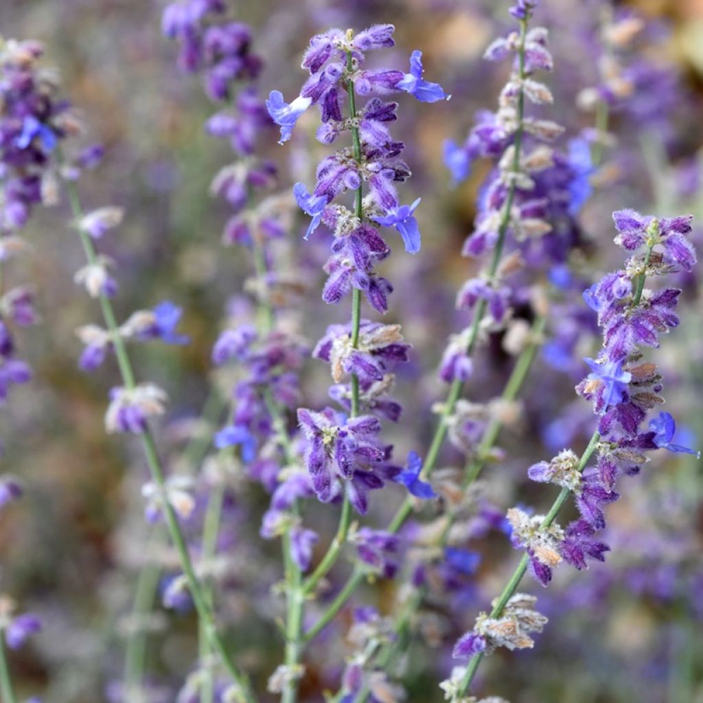 Perovskia atriplicifolia Little Spire - Sauge d'Afghanistan compacte