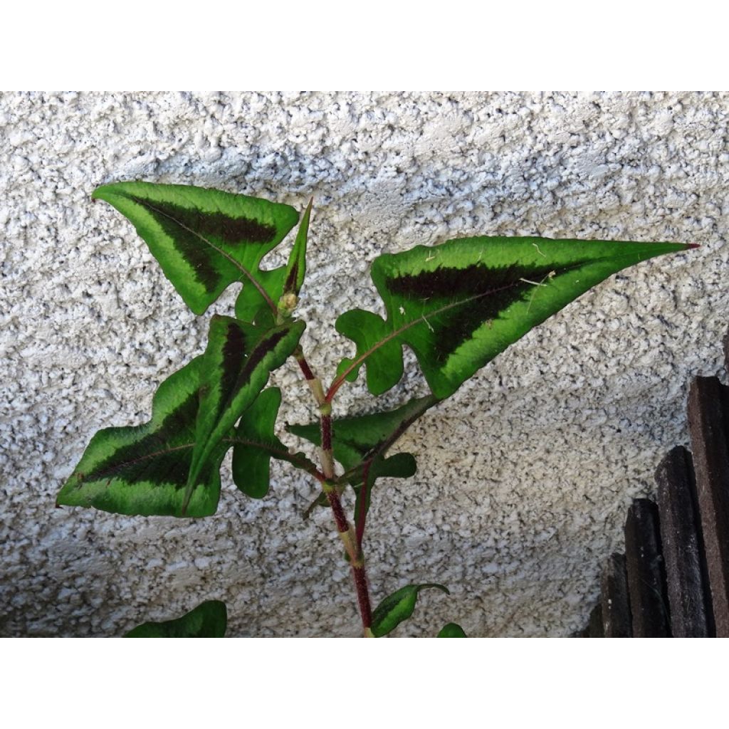 Renouée - Persicaria runcinata Purple Fantasy