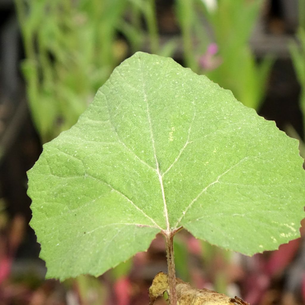 Petasites japonicus Giganteus - Pétasite japonaise Giganteus
