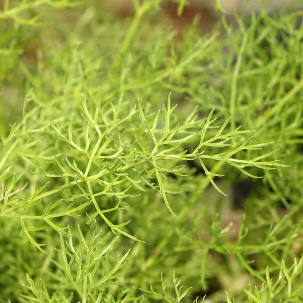 Peucedanum rablense