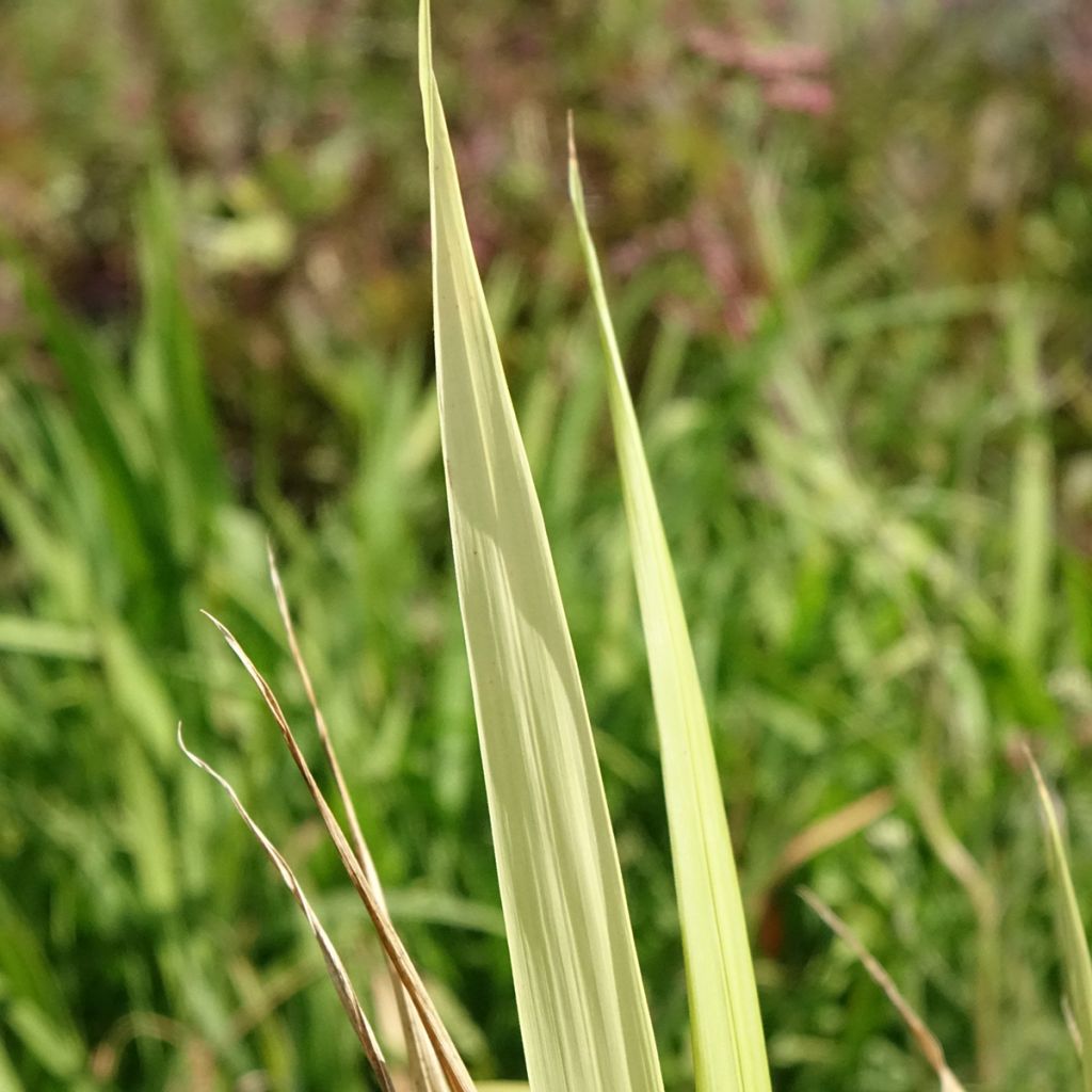 Phaenosperma globosa - Graminée