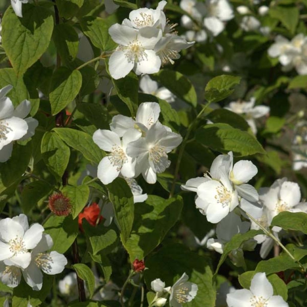 Philadelphus coronarius