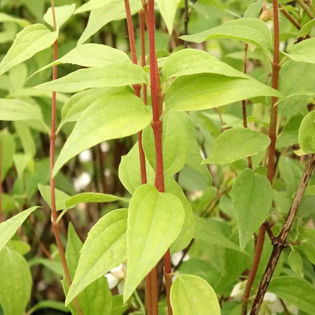 Philadelphus Dame Blanche - Seringat