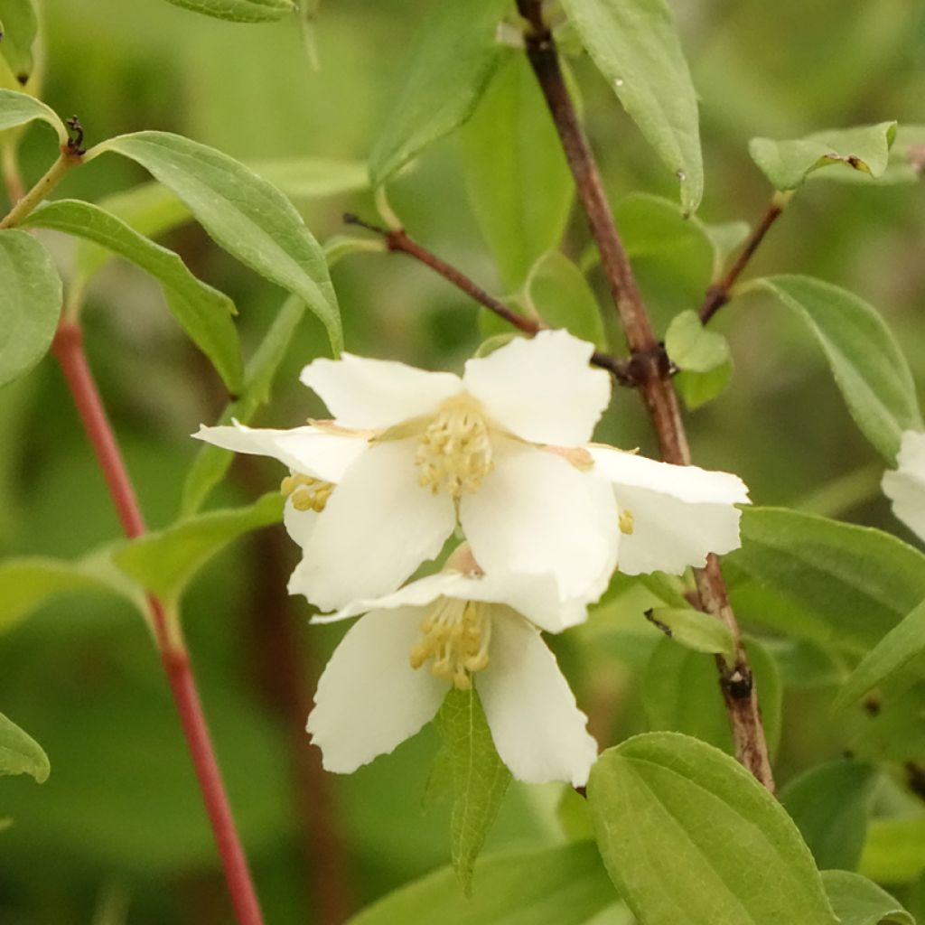 Philadelphus Dame Blanche - Seringat