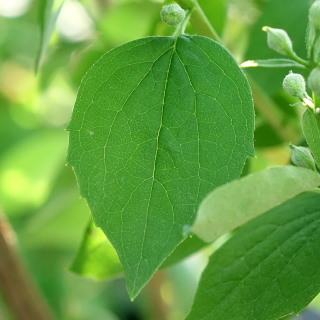 Philadelphus Virginal - Seringat blanc