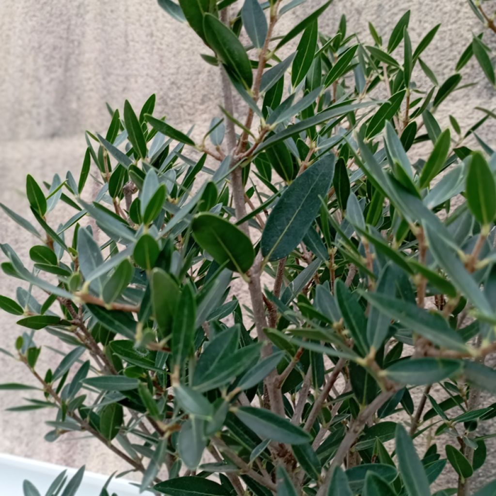 Phillyrea angustifolia GreenQuick - Filaire à feuilles étroites