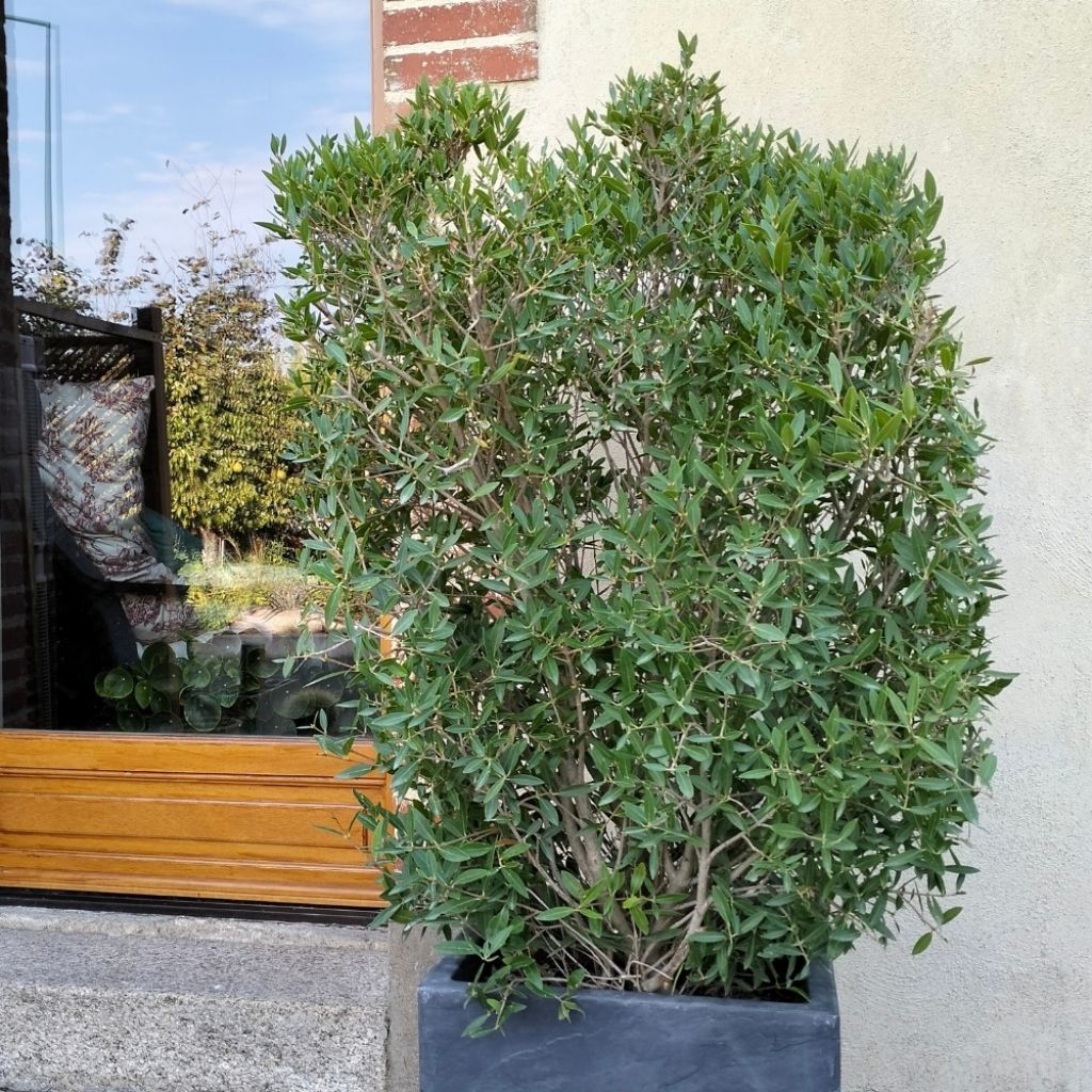 Phillyrea angustifolia GreenQuick - Filaire à feuilles étroites