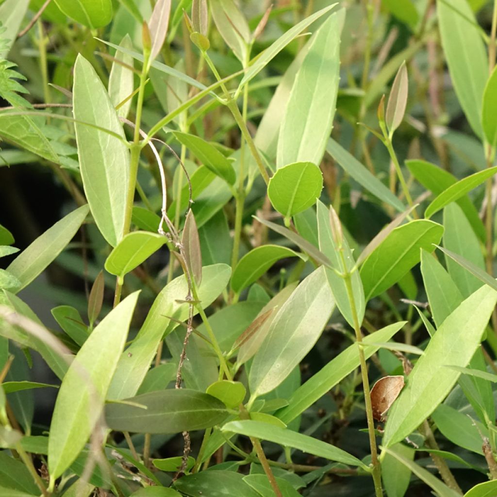 Phillyrea angustifolia Rosmarinifolia - Filaire à feuilles étroites