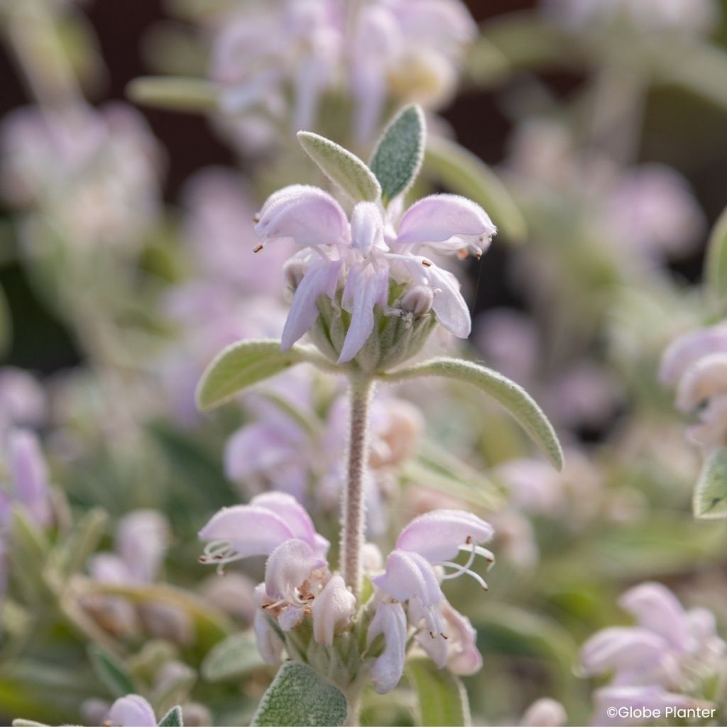Phlomis Hill Phlo - Sauge de Jérusalem