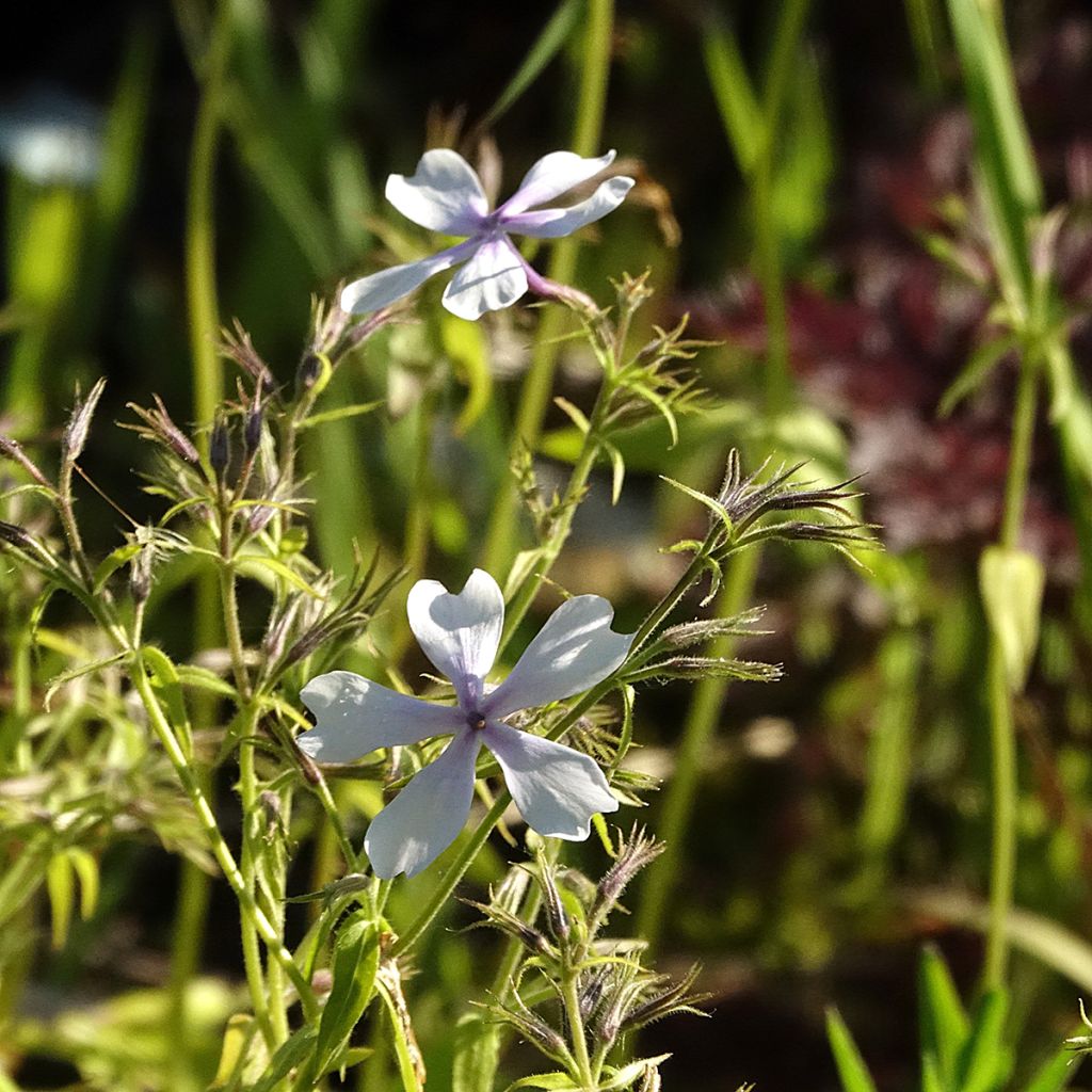 Phlox divaricata Dirigo Ice