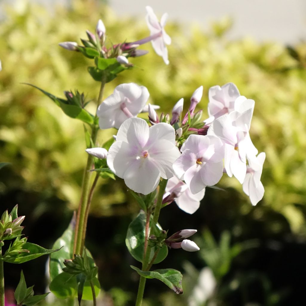 Phlox Fashionably Early Crystal - Phlox hybride