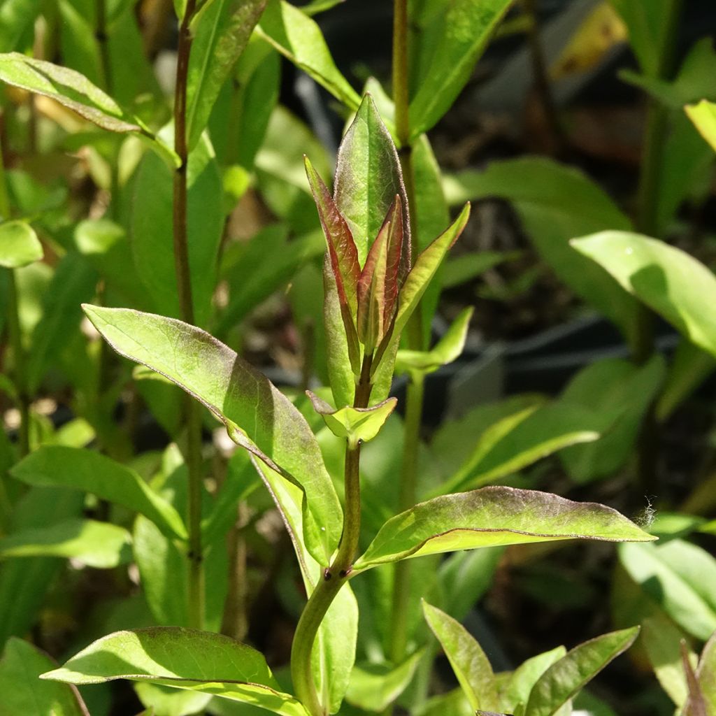 Phlox paniculata Aureole
