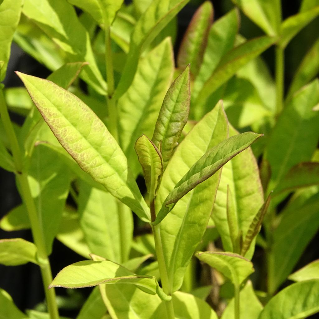 Phlox paniculata Little Laura