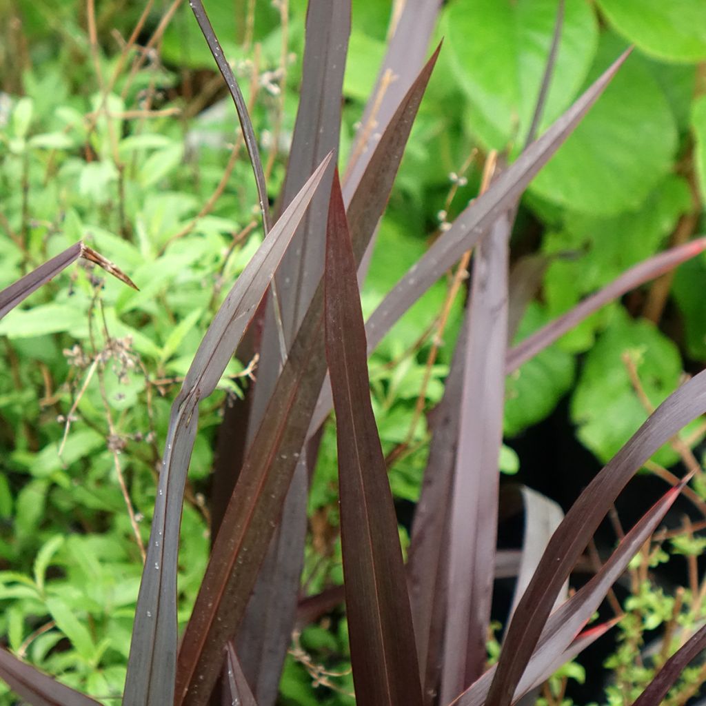Phormium Black Velvet - Lin de Nouvelle-Zélande