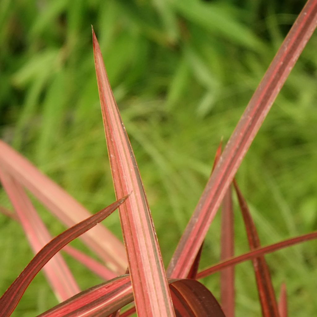 Phormium cookianum Maori Maiden - Lin de Nouvelle-Zélande