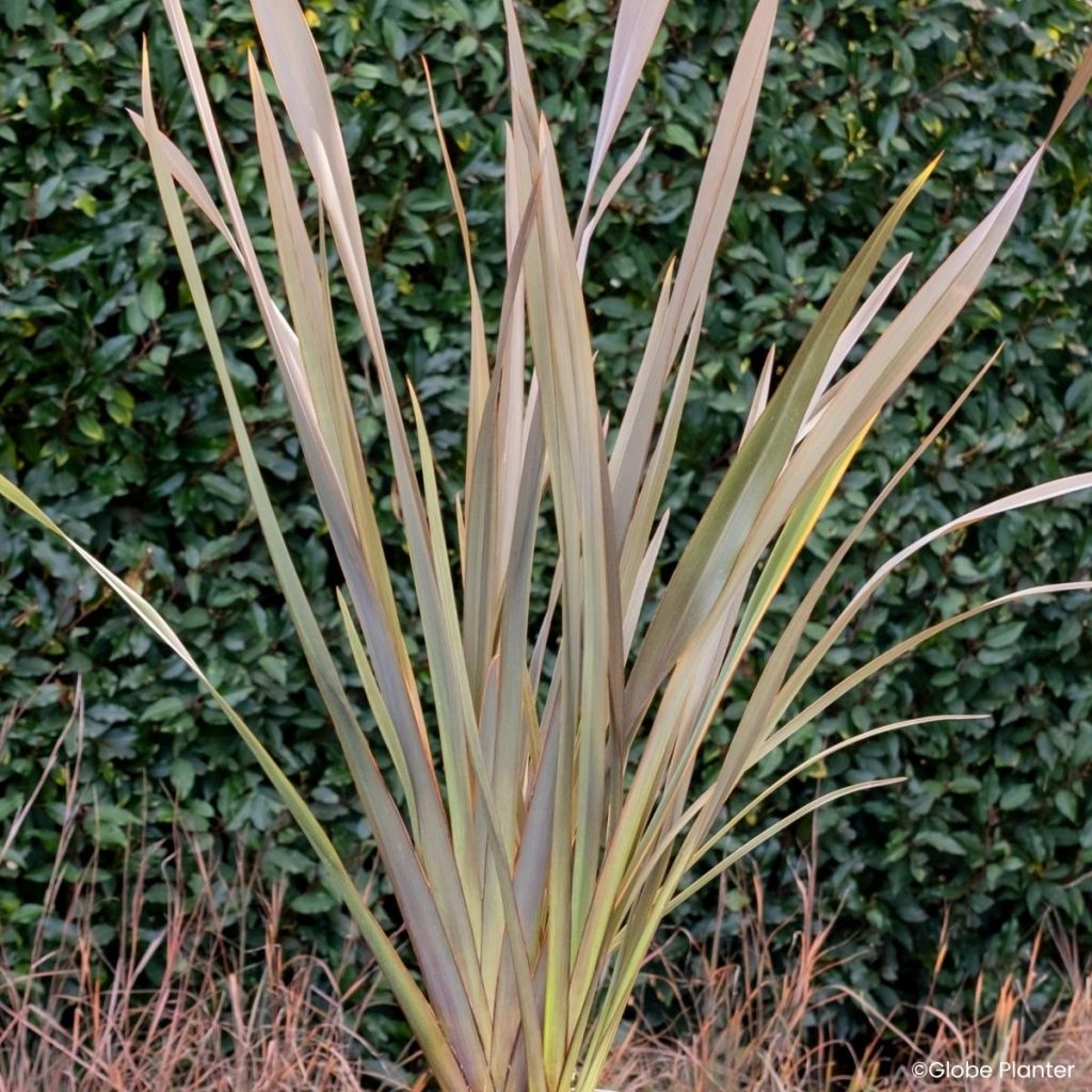 Phormium Pink Blush - Lin de Nouvelle -Zélande