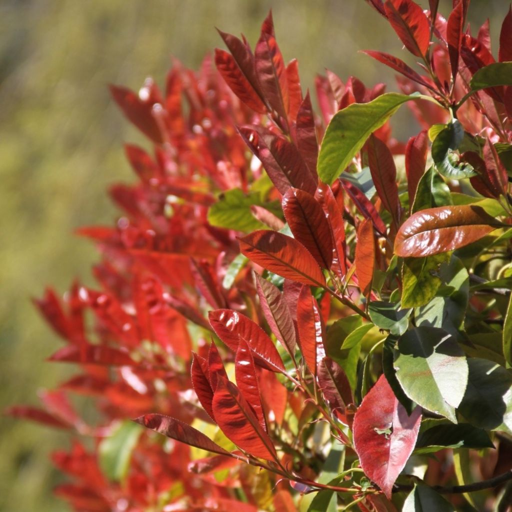 Photinia Little Red Robin