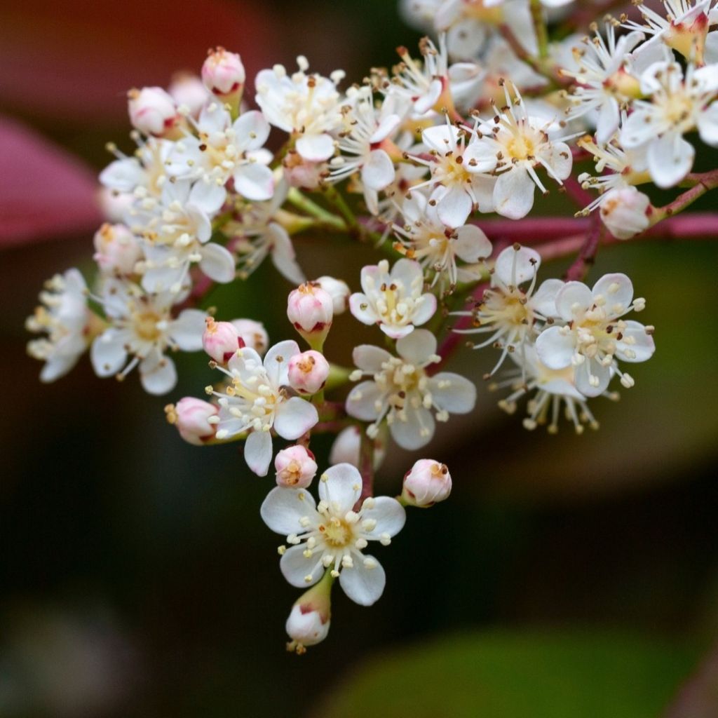 Photinia Little Red Robin
