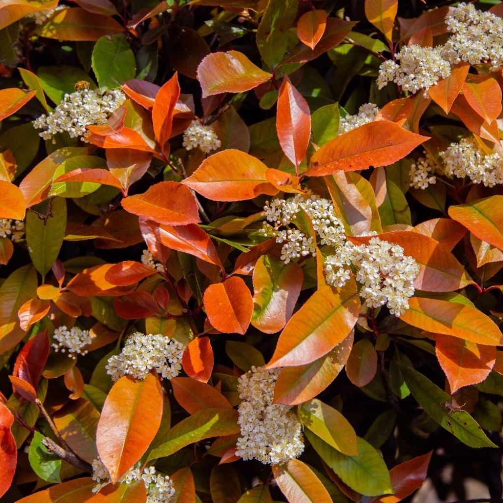 Photinia Little Red Robin