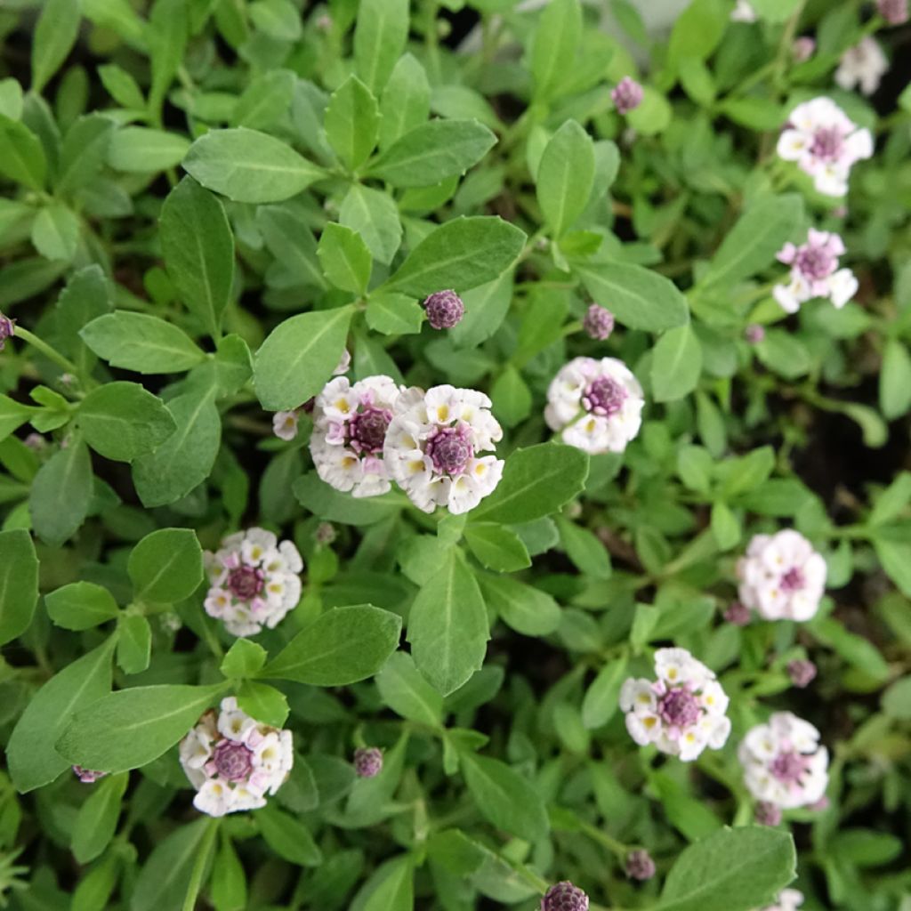 Phyla nodiflora var. canescens - Lippia nodiflora