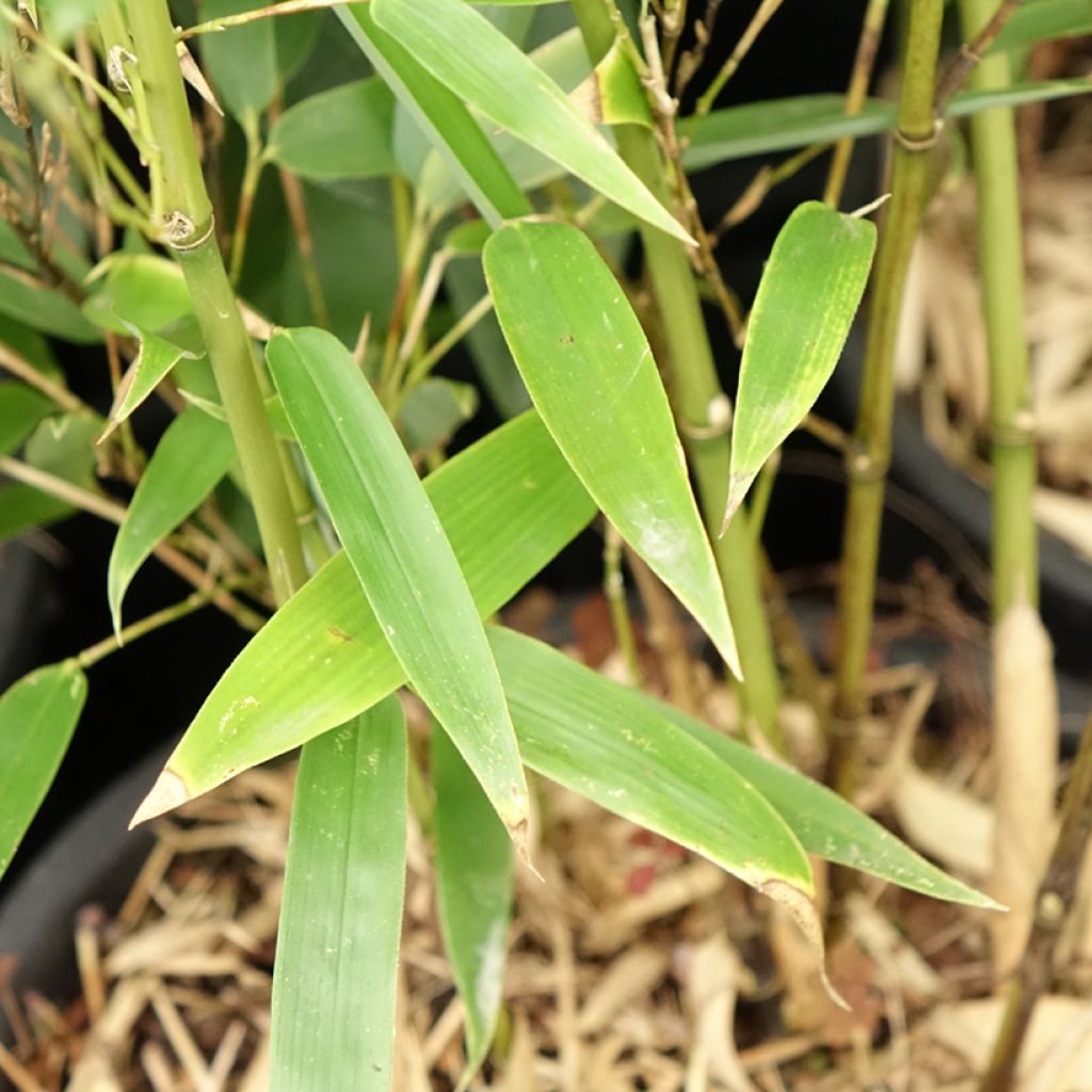Phyllostachys heteroclada - Bambou en écailles de poisson