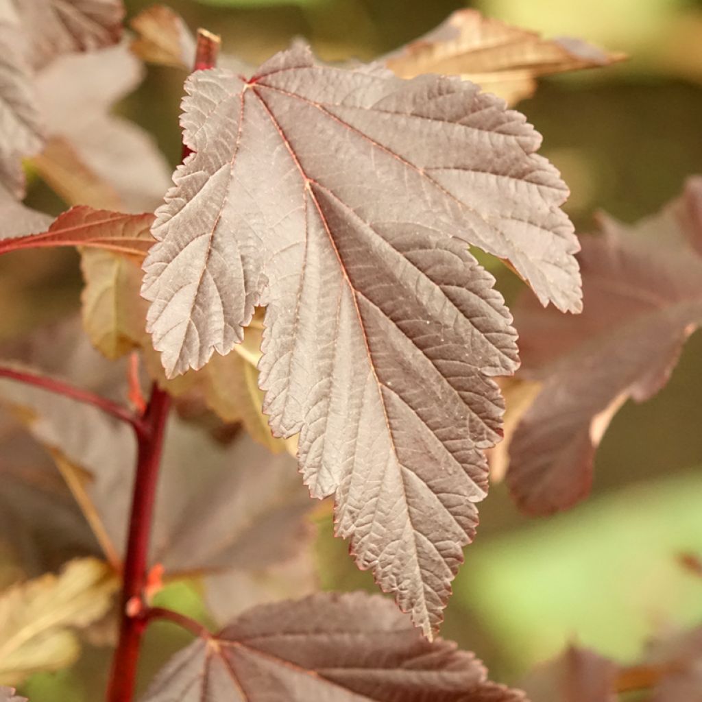 Physocarpus opulifolius Diabolo - Physocarpe à feuilles pourpres