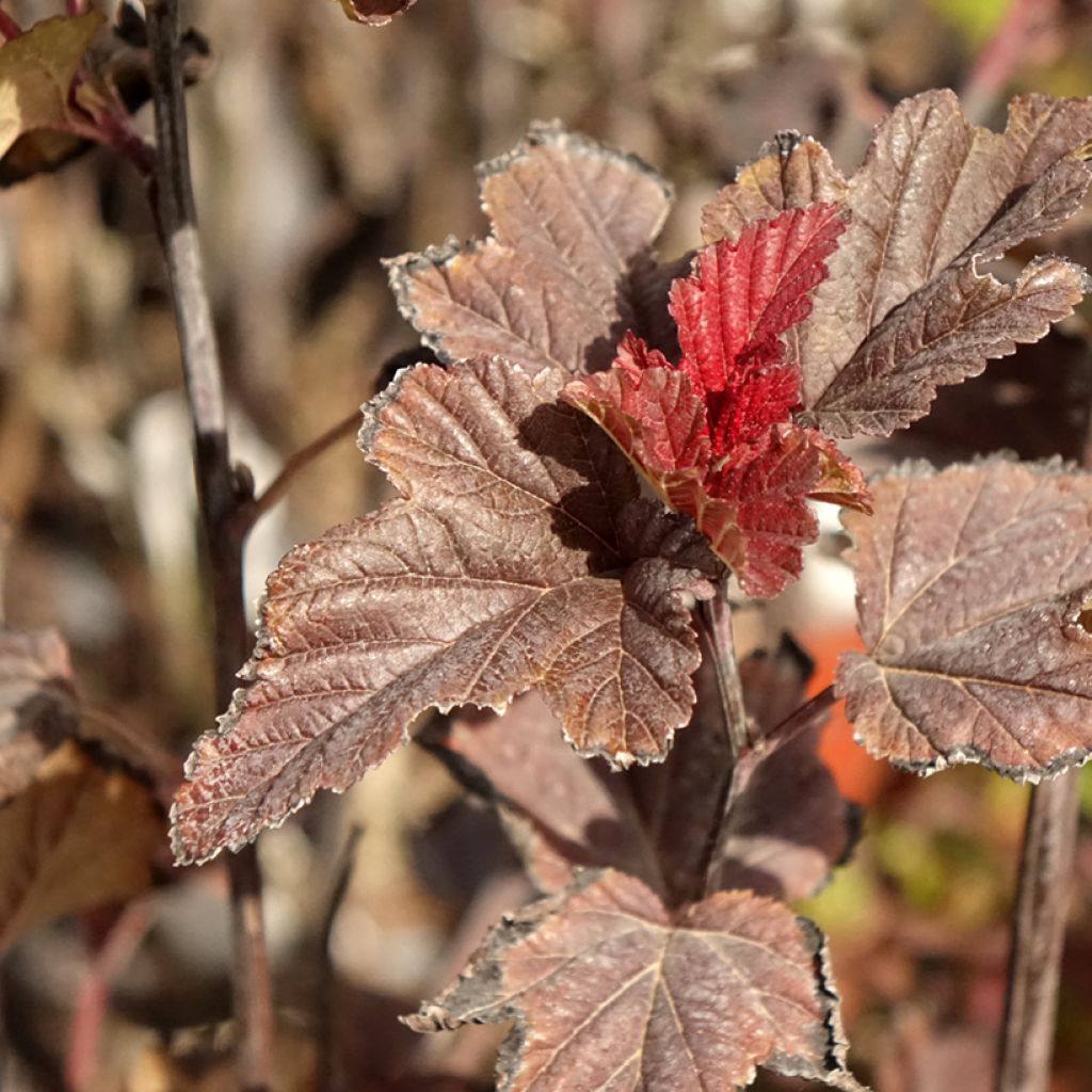 Physocarpus opulifolius Red Baron - Physocarpe à feuille d'obier