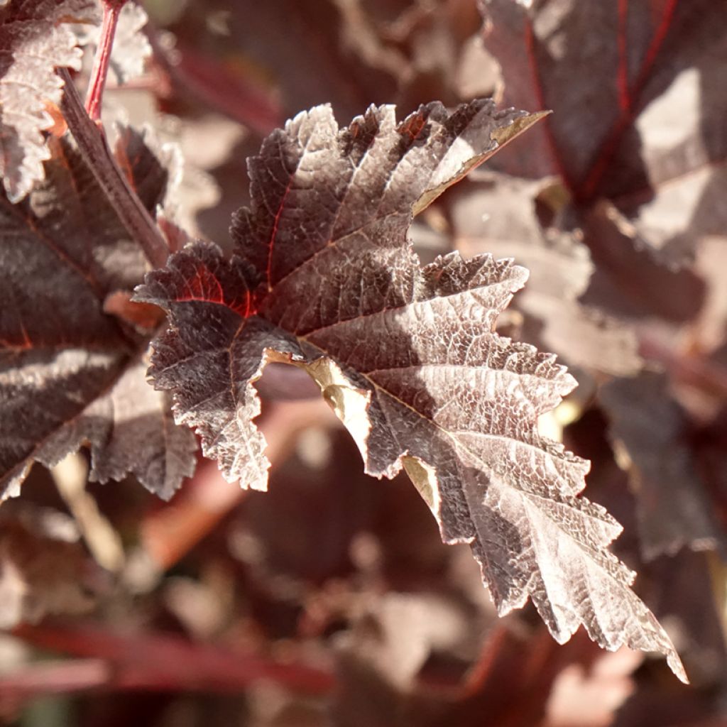 Physocarpus opulifolius Red Baron - Physocarpe à feuille d'obier