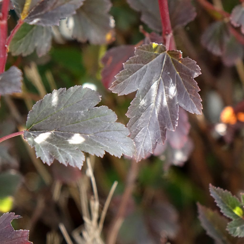 Physocarpus opulifolius Tiny Wine - Physocarpe à feuilles d'obier