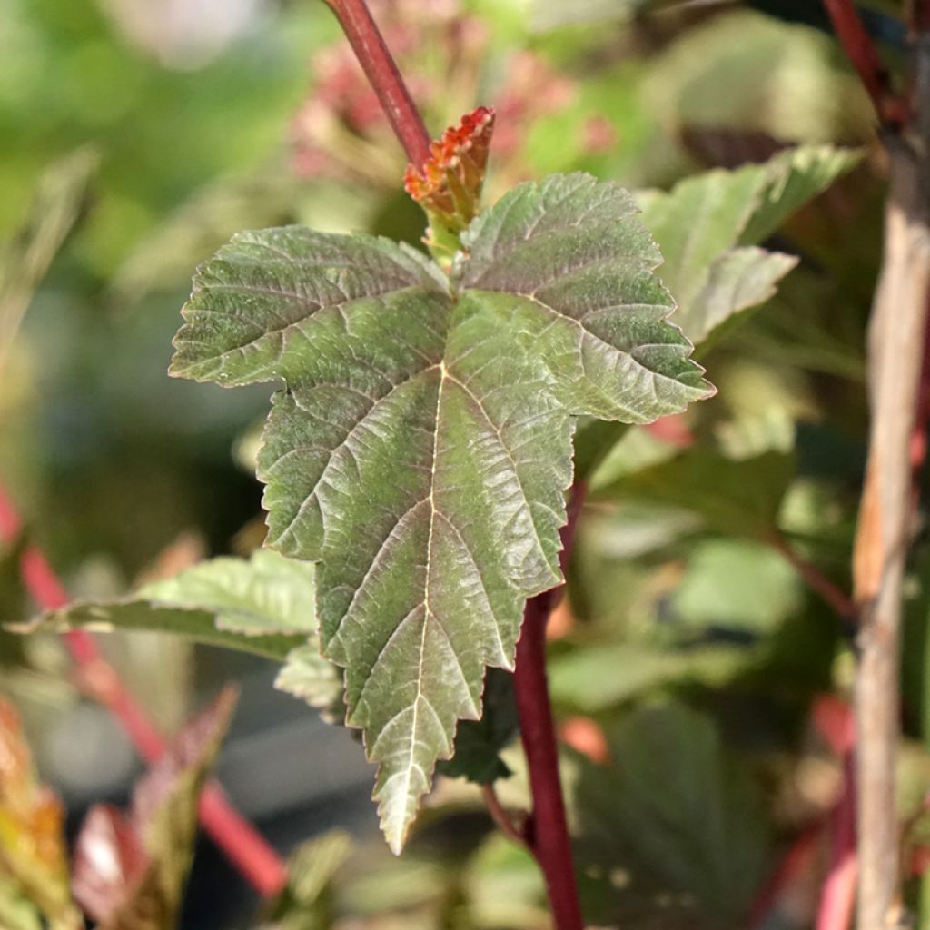 Physocarpus opulifolius Zdechovice - Physocarpe
