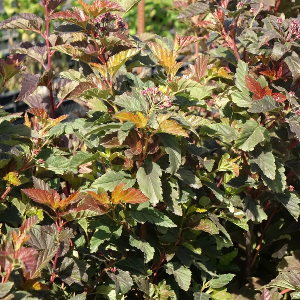 Physocarpus opulifolius Zdechovice - Physocarpe