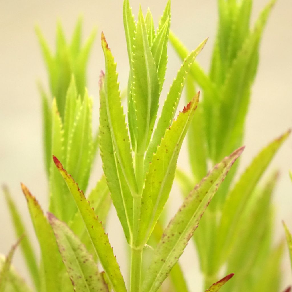 Physostegia virginiana Red Beauty - Cataleptique