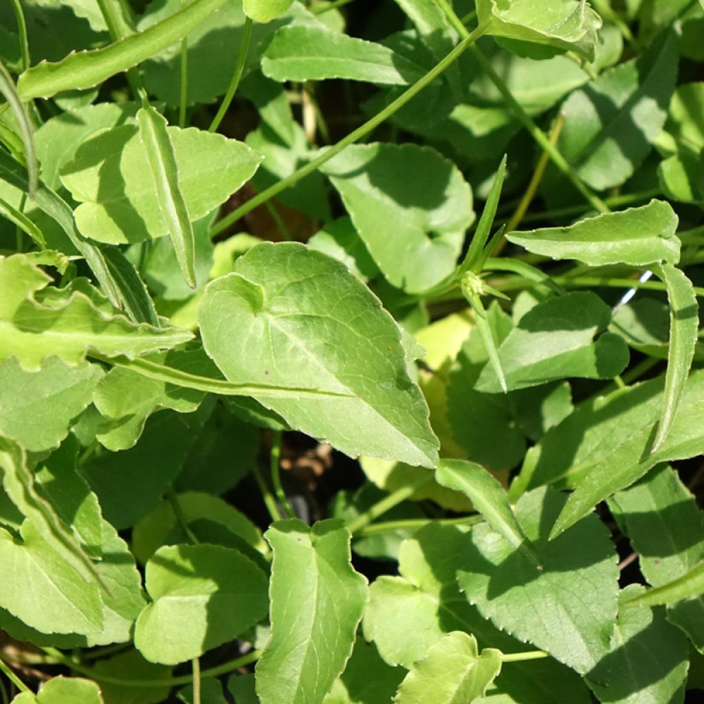 Phyteuma scheuchzeri - Raiponce de Scheuchzer 