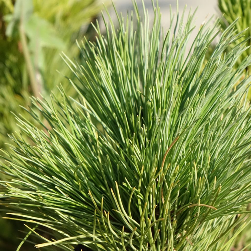Pin cembro - Pinus cembra