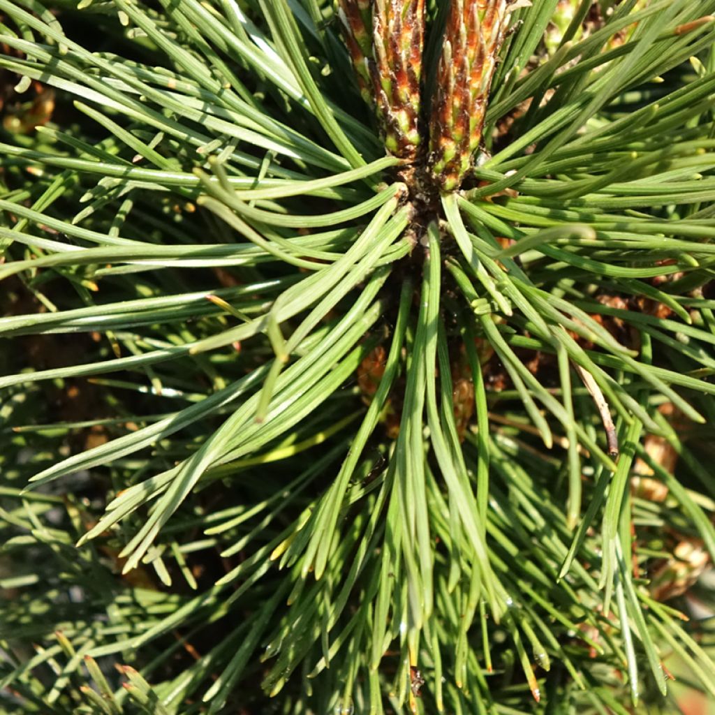 Pin de montagne - Pinus mugo Benjamin