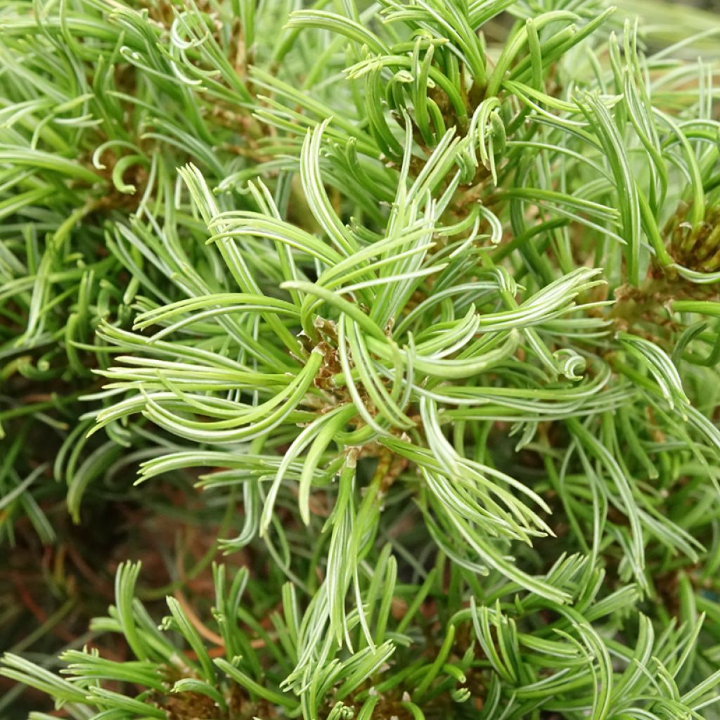Pin de Weymouth nain - Pinus strobus Green Twist