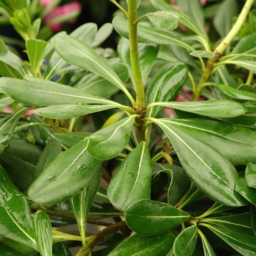 Pittosporum tobira - Pittospore du Japon