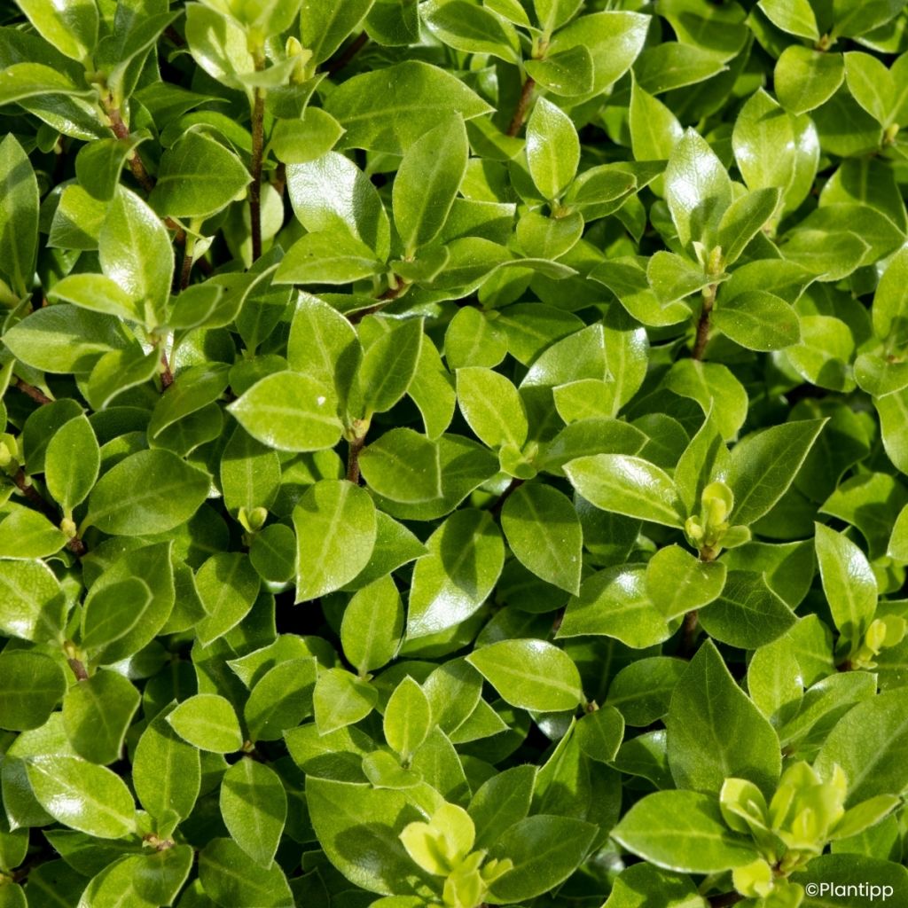 Pittosporum tenuifolium Beach Ball - Pittospore à petites feuilles