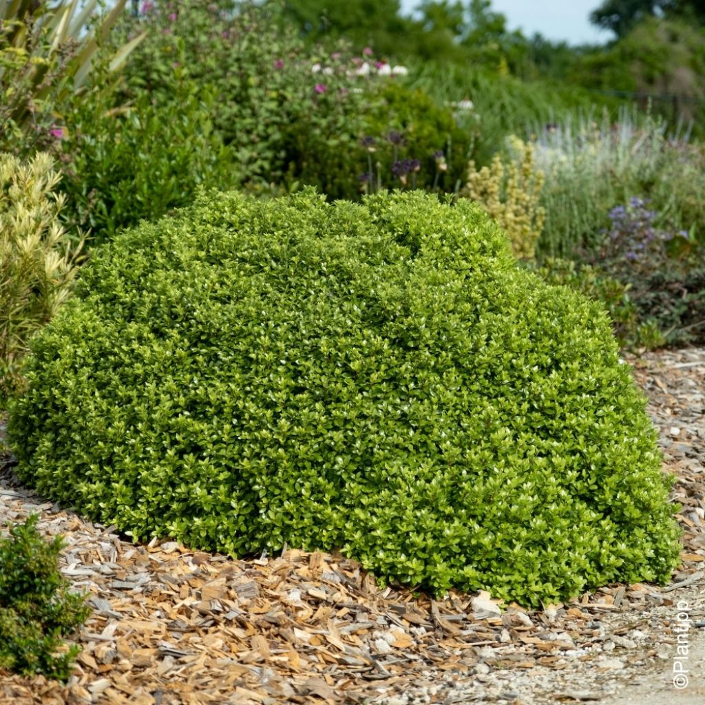 Pittosporum tenuifolium Beach Ball - Pittospore à petites feuilles