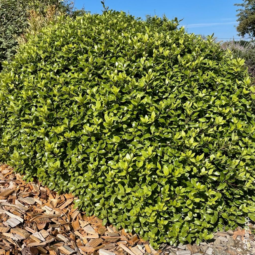 Pittosporum tenuifolium Beach Ball - Pittospore à petites feuilles