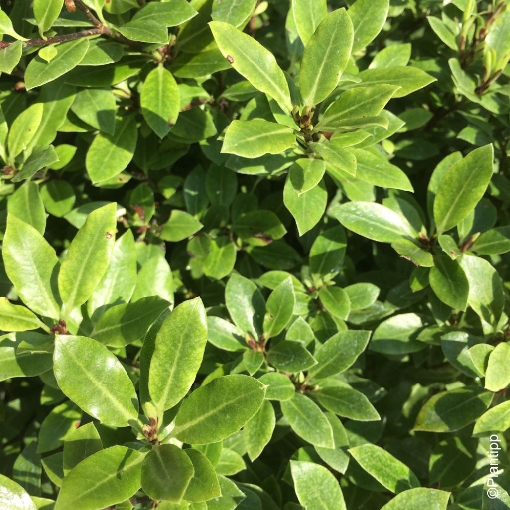Pittosporum tenuifolium Beach Ball - Pittospore à petites feuilles