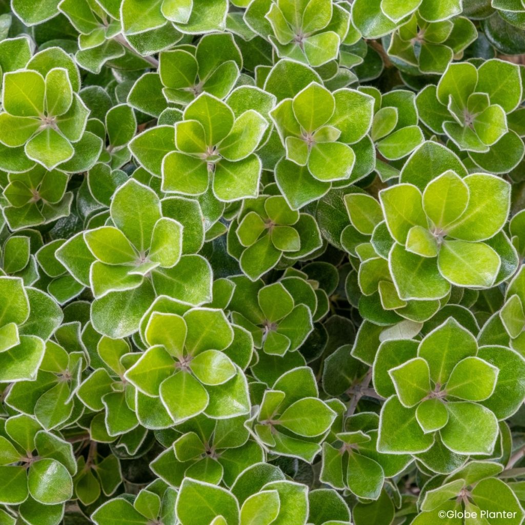 Pittosporum crassifolium Pot Belly - Pittospore à feuilles épaisses