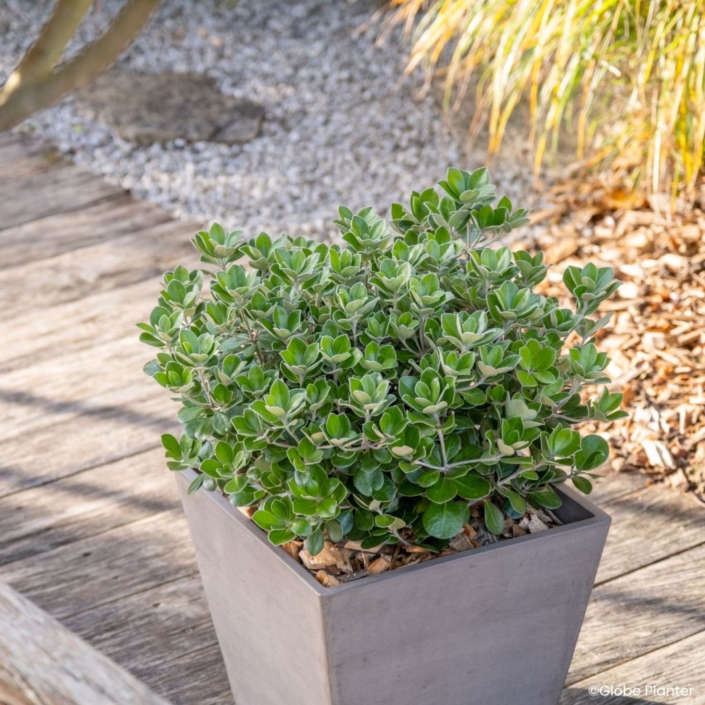 Pittosporum crassifolium Pot Belly - Pittospore à feuilles épaisses