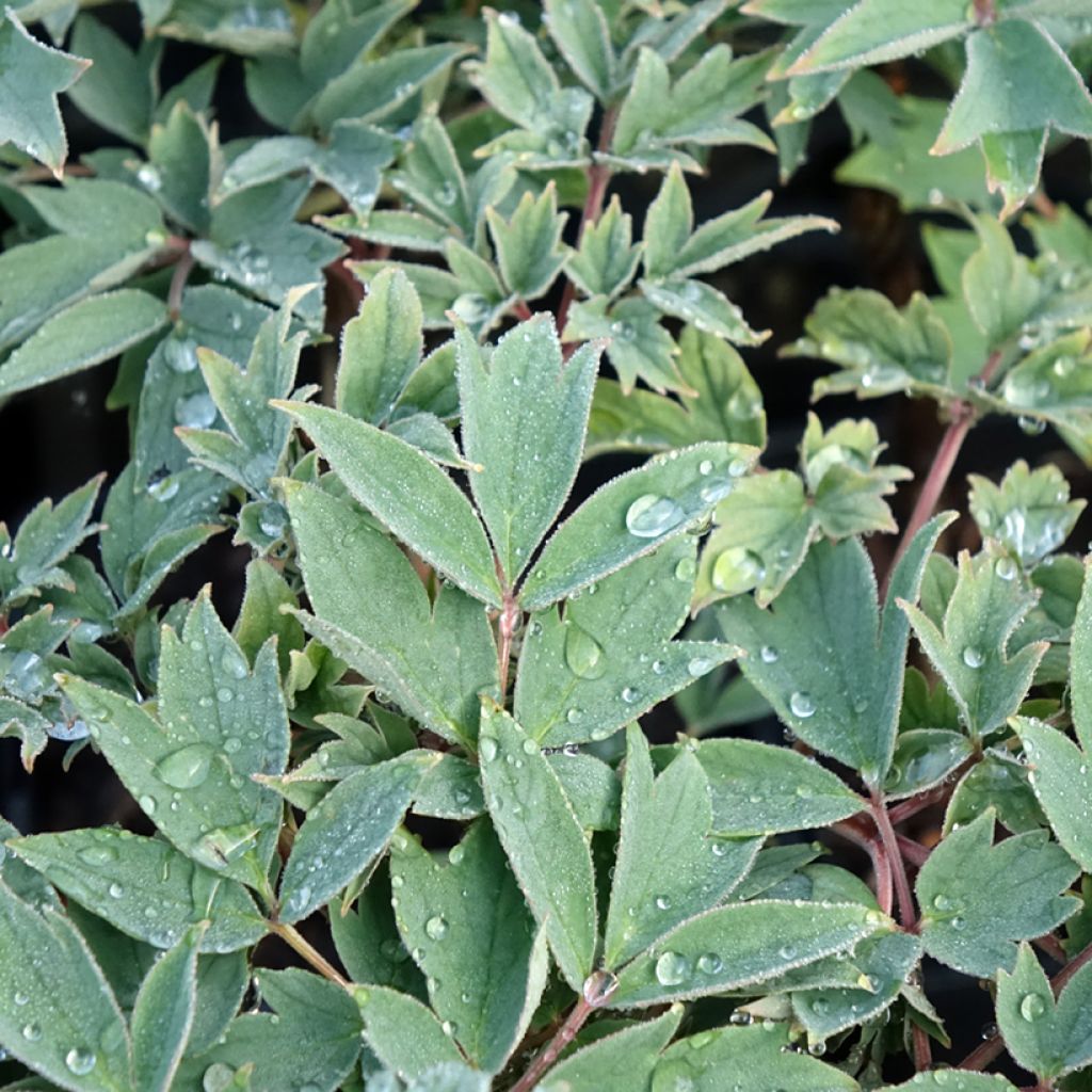 Pivoine arbustive Rou Fu Rong - Paeonia suffruticosa
